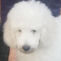 Poodle Puppies from Standard Hearts