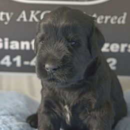 Giant Schnauzer Puppies from Oregon Giant Schnauzers LLC