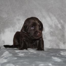 Boy 1 Chocolate - Chocolate male Labrador Retriever puppy in Four Oaks, North Carolina from TLC Retrievers