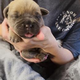 Cane Corso Puppies from Venom Cane Corsos