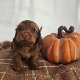 Gompers - Chocolate and tan male Dachshund puppy in Loganville, Georgia from Royal Dackel Haus