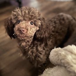 Pebbles - Poodle