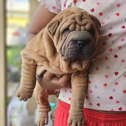 Rusty - Red sable male Chinese Shar-Pei puppy in Bakersfield, California from Cashmerewrinkles