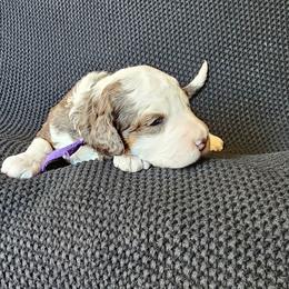 Aura - Merle female Bernedoodle puppy in Decatur, Georgia from So Adoodable