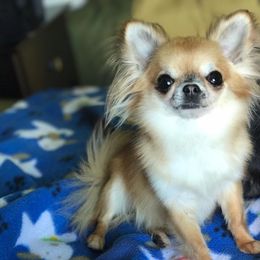 Chihuahuas from Brislin Chihuahuas