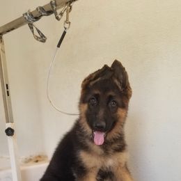 Cesar - Black and red male German Shepherd puppy in Whitewater, California from Vom Haus Metzler Shepherds