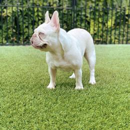 Betty - French Bulldog