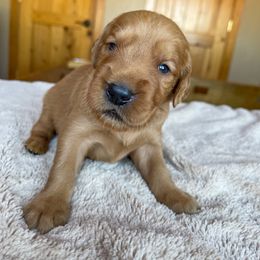 Tilley - Golden female Golden Retriever puppy in Wellington, Colorado from High Country Golden Retrievers
