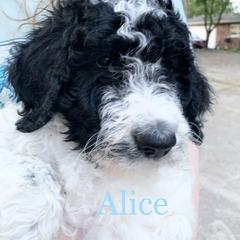 Double Doodle Puppies from Little Muddy Doodles