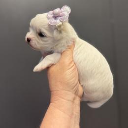 Clover - White female Maltese puppy in Newport Beach, California from Exotic City Pomeranians and chihuahuas