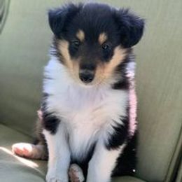 Collie Puppies from Red Tartan Kennel