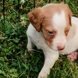 Boy 4 - White and orange male Brittany puppy in Mishawaka, Michigan from Riverbend Brittanys