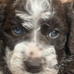 Miniature Schnauzers, Poodles, and Schnoodles from Farmer Brown's Puppies