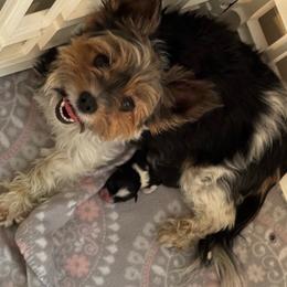 Ella - Biewer Terrier