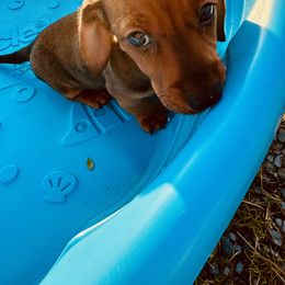 Dachshund Puppies from Mini Doxies of the South