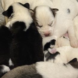 Siberian Husky Puppies from Leanna Bartrum