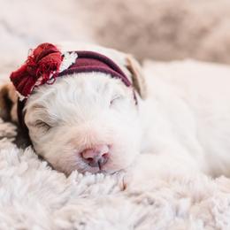 Judy - Parti female Goldendoodle puppy in Lima, Ohio from Hommel’s Mini Darling Doodles