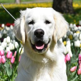 Amber - Golden Retriever