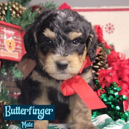 Butterfinger - Tri-color male Bernedoodle puppy in Beecher, Illinois from Erica’s Doodles