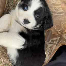 Girl 1 - Black tri female Miniature Australian Shepherd puppy in Menifee, California from Fisher Farm