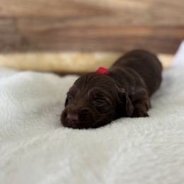 Denali - Chocolate female Dachshund puppy in Newport, Tennessee from Justice Doxies