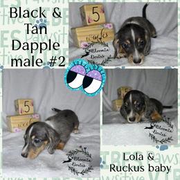 Boy 3 - Dapple male Dachshund puppy in Valrico, Florida from Bloomin Doxies