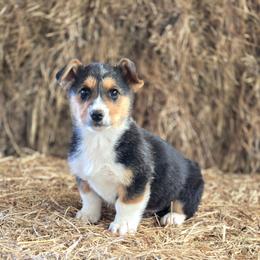 Smooch - Black and tan male Pembroke Welsh Corgi puppy in Briggsdale, Colorado from Lovebird Corgis