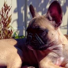 Queen cookie - Fawn French Bulldog puppy in San Diego, California from Forbes List Frenchies