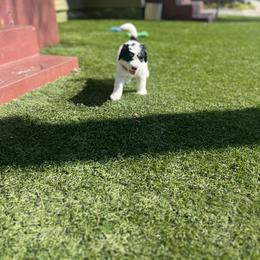 Bernedoodle Puppies from SoCal Bernedoodles
