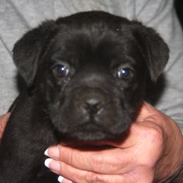 2500 Dark Pink Collar - Black female Cane Corso puppy in Troy, Tennessee from Storm Front Cane Corso