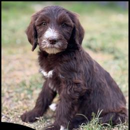 Anchor - Chocolate female Goldendoodle puppy in Angier, North Carolina from A Breed Above Kennels