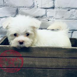 Remmy TEACUP - White male Maltese puppy in Monticello, Iowa from Ashley’s Puppies