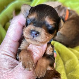 Shiraz  Liver Tan Red - Brown male Schnoodle puppy in Temple, Texas from Schnauzers Of Taylor