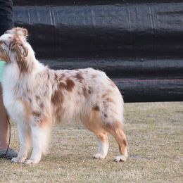 Australian Shepherds and Great Danes from Winners Circle Kennel