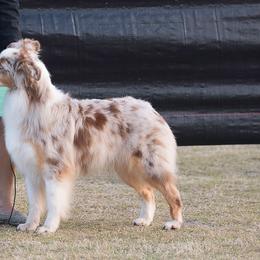 Australian Shepherds and Great Danes from Winners Circle Kennel