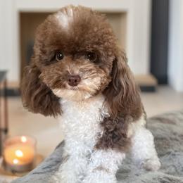 Divine Louis - Poodle