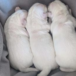 Primo - Light golden male Golden Retriever puppy in Walnut Grove, Missouri from Forever Your Puppies