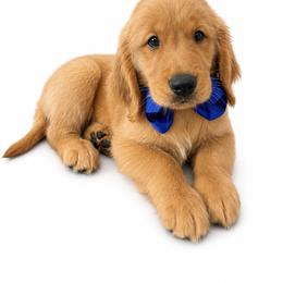 Romeo - Golden male Golden Retriever puppy in Chicago, Illinois from Urbane Retrievers