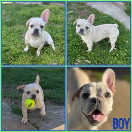 Rollee - White French Bulldog puppy in Fort Worth, Texas from Kezia's French Bulldogs