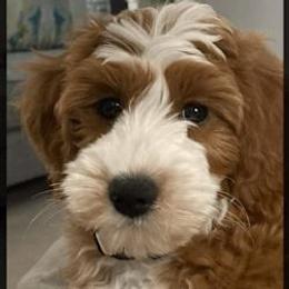 Buddy - Goldendoodle