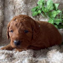 Monkey - Apricot female Goldendoodle puppy in Harrisburg, Oregon from Dolly’s Doods