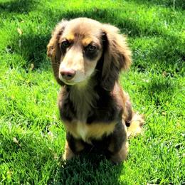 Finn - Dachshund