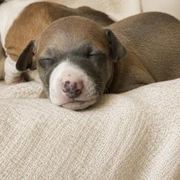 Italian Greyhound Puppies from The Noodle Nest