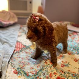 Poodle Puppies from Red toy poodles