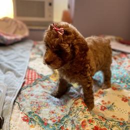 Poodle Puppies from Red toy poodles