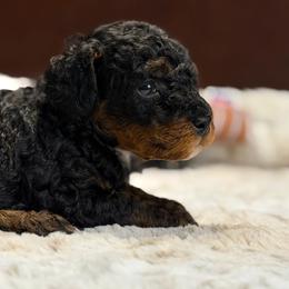 Finn - Phantom male Poodle puppy in Davie, Florida from Dave Poodles