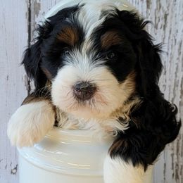 Bernedoodle Puppies from M2 Bernedoodles