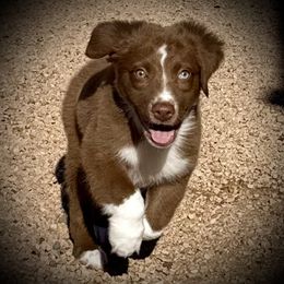 Kinglet - Red & white male Miniature Australian Shepherd puppy in Chino Valley, Arizona from BlueZion Aussies