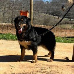 Harley - Australian Shepherd