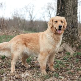 Annie - Golden Retriever